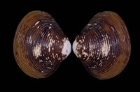 藏品(亞洲蜆)的圖片